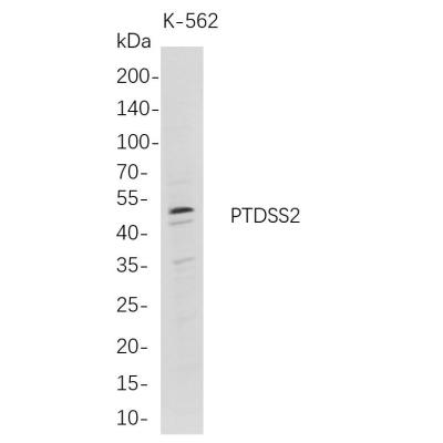Western Blot analysis of K-562 whole cell lysates were separated by 4-20% SDS-PAGE, and the membrane was blotted with anti-PTDSS2 rabbit mAb. The HRP-conjugated Goat anti-Rabbit IgG(H + L) antibody was used to detect the antibody.