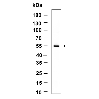 Western Blot analysis using NIH/3T3 lysates,primary antibody was diluted at 1:1000, 4°over night, Dylight 800 secondary antibody(WS0446)was diluted at 1:10000, 37° 1hour.