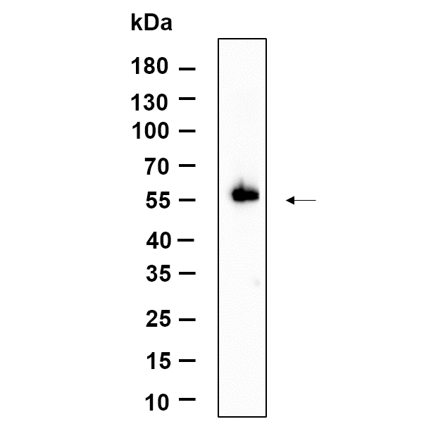 WR4705 Western Blot analysis using C6 lysates,primary antibody was diluted at 1:1000, 4°over night, Dylight 800 secondary antibody(WS0446)was diluted at 1:10000, 37° 1hour. Western Blot analysis using C6 lysates,primary antibody was diluted at 1:1000, 4°over night, Dylight 800 secondary antibody(WS0446)was diluted at 1:10000, 37° 1hour.