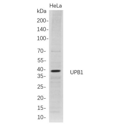 Western Blot analysis of HeLa whole cell lysates were separated by 4-20% SDS-PAGE, and the membrane was blotted with anti-UPB1 rabbit mAb. The HRP-conjugated Goat anti-Rabbit IgG(H + L) antibody was used to detect the antibody.