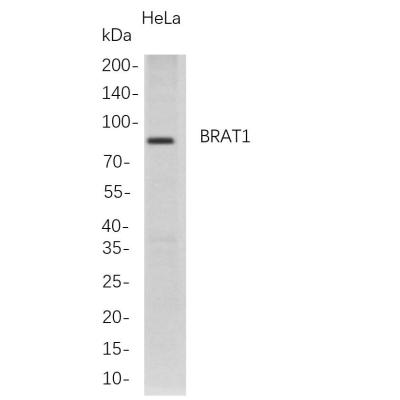 Western Blot analysis of HeLa whole cell lysates were separated by 4-20% SDS-PAGE, and the membrane was blotted with anti-BRAT1 rabbit mAb. The HRP-conjugated Goat anti-Rabbit IgG(H + L) antibody was used to detect the antibody.