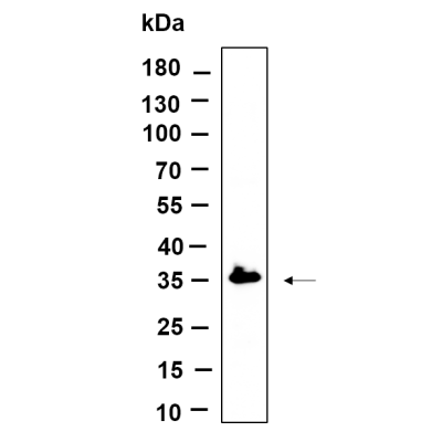 Western Blot analysis using Hela lysates,primary antibody was diluted at 1:1000, 4°over night, Dylight 800 secondary antibody(WS0446)was diluted at 1:10000, 37° 1hour.