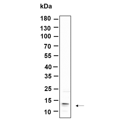 Western Blot analysis using Hela lysates,primary antibody was diluted at 1:1000, 4°over night, Dylight 800 secondary antibody(WS0446)was diluted at 1:10000, 37° 1hour.