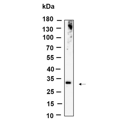 Western Blot analysis using RAW 264.7 lysates,primary antibody was diluted at 1:1000, 4°over night, Dylight 800 secondary antibody was diluted at 1:10000, 37° 1hour.