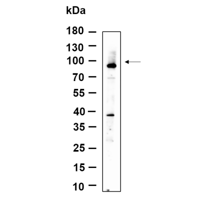 Western Blot analysis using SW480  lysates,primary antibody was diluted at 1:1000, 4°over night, Dylight 800 secondary antibody was diluted at 1:10000, 37° 1hour.