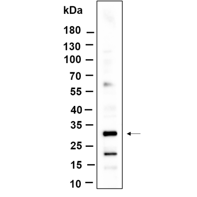 Western Blot analysis using RAW 264.7 lysates,primary antibody was diluted at 1:1000, 4°over night, Dylight 800 secondary antibody( was diluted at 1:10000, 37° 1hour.