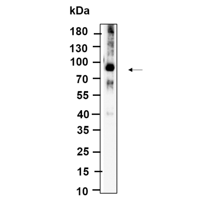 Western Blot analysis using Hela lysates,primary antibody was diluted at 1:1000, 4°over night, Dylight 800 secondary antibody was diluted at 1:10000, 37° 1hour.