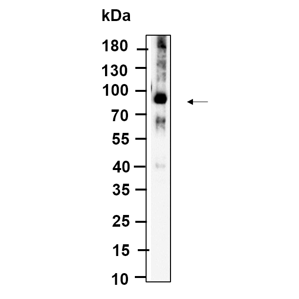 WR4730 Western Blot analysis using Hela lysates,primary antibody was diluted at 1:1000, 4°over night, Dylight 800 secondary antibody(WS0446)was diluted at 1:10000, 37° 1hour. Western Blot analysis using Hela lysates,primary antibody was diluted at 1:1000, 4°over night, Dylight 800 secondary antibody was diluted at 1:10000, 37° 1hour.