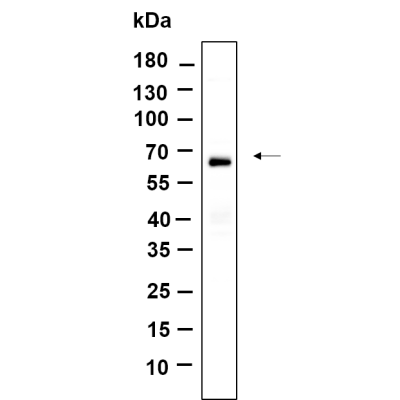Western Blot analysis using Caco-2 lysates,primary antibody was diluted at 1:1000, 4°over night, Dylight 800 secondary antibodywas diluted at 1:10000, 37° 1hour.