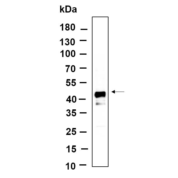 WR4745 Western Blot analysis using Hela lysates,primary antibody was diluted at 1:1000, 4°over night, Dylight 800 secondary antibody(WS0446)was diluted at 1:10000, 37° 1hour. Western Blot analysis using Hela lysates,primary antibody was diluted at 1:1000, 4°over night, Dylight 800 secondary antibody()was diluted at 1:10000, 37° 1hour.