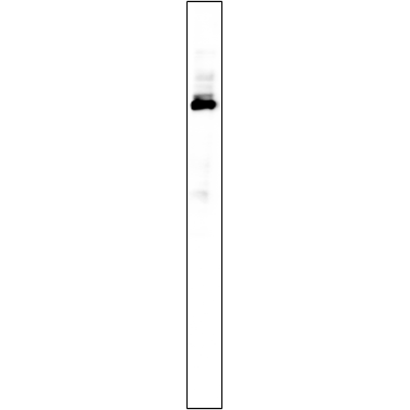 Western Blot analysis using HeLa  lysates,primary antibody was diluted at 1:1000, 4°over night, Dylight 800 secondary antibody(WS0446)was diluted at 1:10000, 37° 1hour.