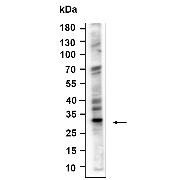 WR4756 Western Blot analysis using HeLa lysates,primary antibody was diluted at 1:1000, 4°over night, Dylight 800 secondary antibody(WS0446)was diluted at 1:10000, 37° 1hour. Western Blot analysis using HeLa lysates,primary antibody was diluted at 1:1000, 4°over night, Dylight 800 secondary antibody(WS0446)was diluted at 1:10000, 37° 1hour.