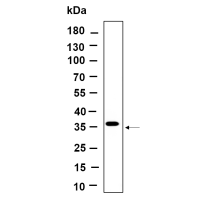 Western Blot analysis using Mouse spleen lysates,primary antibody was diluted at 1:1000, 4°over night, Dylight 800 secondary antibody(WS0446)was diluted at 1:10000, 37° 1hour.