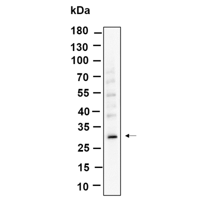 Western Blot analysis using HeLa  lysates,primary antibody was diluted at 1:1000, 4°over night, Dylight 800 secondary antibodyWS0446was diluted at 1:10000, 37° 1hour.