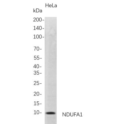 Western Blot analysis of HeLa whole cell lysates were separated by 4-20% SDS-PAGE, and the membrane was blotted with anti-NDUFA1 rabbit mAb. The HRP-conjugated Goat anti-Rabbit IgG(H + L) antibody was used to detect the antibody.