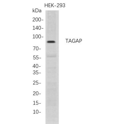 Western Blot analysis of HEK-293 whole cell lysates were separated by 4-20% SDS-PAGE, and the membrane was blotted with anti-TAGAP rabbit mAb. The HRP-conjugated Goat anti-Rabbit IgG(H + L) antibody was used to detect the antibody.