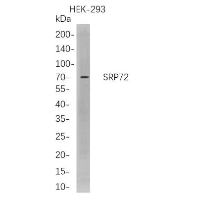 Western Blot analysis of HEK-293 whole cell lysates were separated by 4-20% SDS-PAGE, and the membrane was blotted with anti-SRP72 rabbit mAb. The HRP-conjugated Goat anti-Rabbit IgG(H + L) antibody was used to detect the antibody.