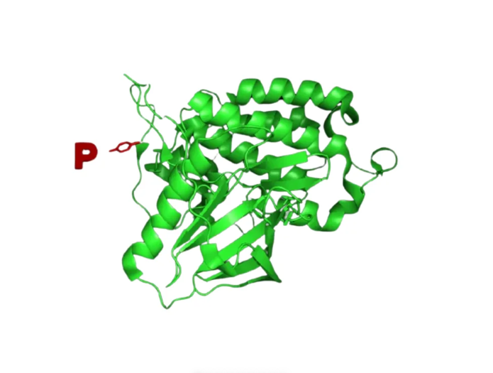 3D structure of phosphorylated protein