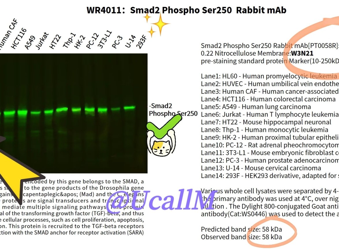 Predicted vs observed Smad2 Phospho Ser250 WB band size