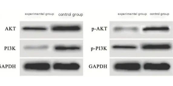 The selection of phosphorylated antibodies