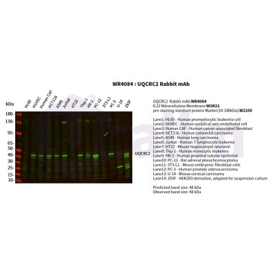 Various whole cell lysates were separated by 4-20% SDS-PAGE, and the primary antibody was used at 4°C, over night with a 1:2500 dilution . The Dylight 800-conjugated Goat anti-Rabbit antibody(Cat:WS0446) was used to detect the antibody.