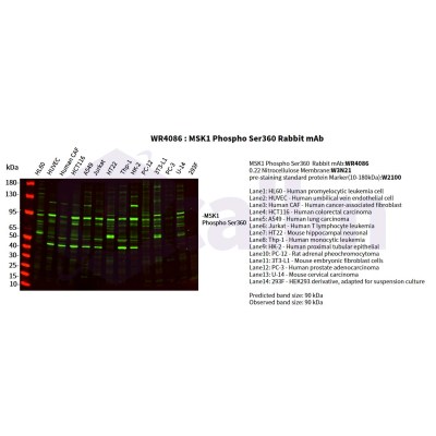 Various whole cell lysates were separated by 4-20% SDS-PAGE, and the primary antibody was used at 4°C, over night with a 1:2500 dilution . The Dylight 800-conjugated Goat anti-Rabbit antibody(Cat:WS0446) was used to detect the antibody.