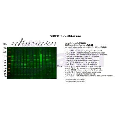 Various whole cell lysates were separated by 4-20% SDS-PAGE, and the primary antibody was used at 4°C, over night with a 1:1250 dilution . The Dylight 800-conjugated Goat anti-Rabbit antibody(Cat:WS0446) was used to detect the antibody.
