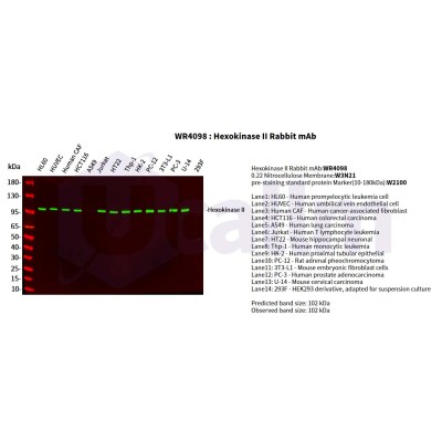 Various whole cell lysates were separated by 4-20% SDS-PAGE, and the primary antibody was used at 4°C, over night with a 1:2500 dilution . The Dylight 800-conjugated Goat anti-Rabbit antibody(Cat:WS0446) was used to detect the antibody.