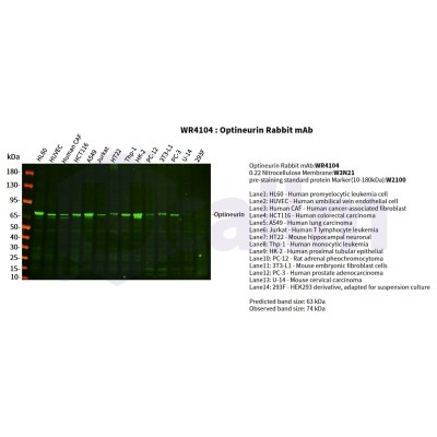 Various whole cell lysates were separated by 4-20% SDS-PAGE, and the primary antibody was used at 4°C, over night with a 1:2500 dilution . The Dylight 800-conjugated Goat anti-Rabbit antibody(Cat:WS0446) was used to detect the antibody.