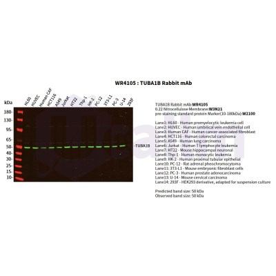 Various whole cell lysates were separated by 4-20% SDS-PAGE, and the primary antibody was used at 4°C, over night with a 1:2500 dilution . The Dylight 800-conjugated Goat anti-Rabbit antibody(Cat:WS0446) was used to detect the antibody.