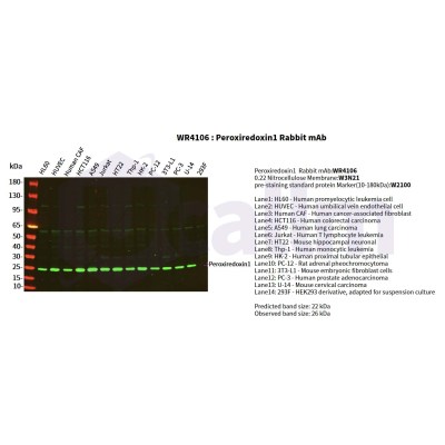 Various whole cell lysates were separated by 4-20% SDS-PAGE, and the primary antibody was used at 4°C, over night with a 1:2500 dilution . The Dylight 800-conjugated Goat anti-Rabbit antibody(Cat:WS0446) was used to detect the antibody.