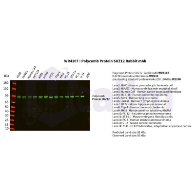 Various whole cell lysates were separated by 4-20% SDS-PAGE, and the primary antibody was used at 4°C, over night with a 1:2500 dilution . The Dylight 800-conjugated Goat anti-Rabbit antibody(Cat:WS0446) was used to detect the antibody.