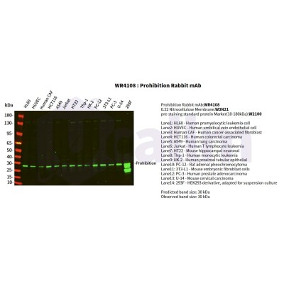 Various whole cell lysates were separated by 4-20% SDS-PAGE, and the primary antibody was used at 4°C, over night with a 1:2000 dilution . The Dylight 800-conjugated Goat anti-Rabbit antibody(Cat:WS0446) was used to detect the antibody.