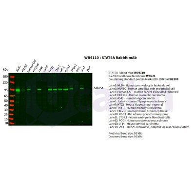 Various whole cell lysates were separated by 4-20% SDS-PAGE, and the primary antibody was used at 4°C, over night with a 1:5000 dilution . The Dylight 800-conjugated Goat anti-Rabbit antibody(Cat:WS0446) was used to detect the antibody.