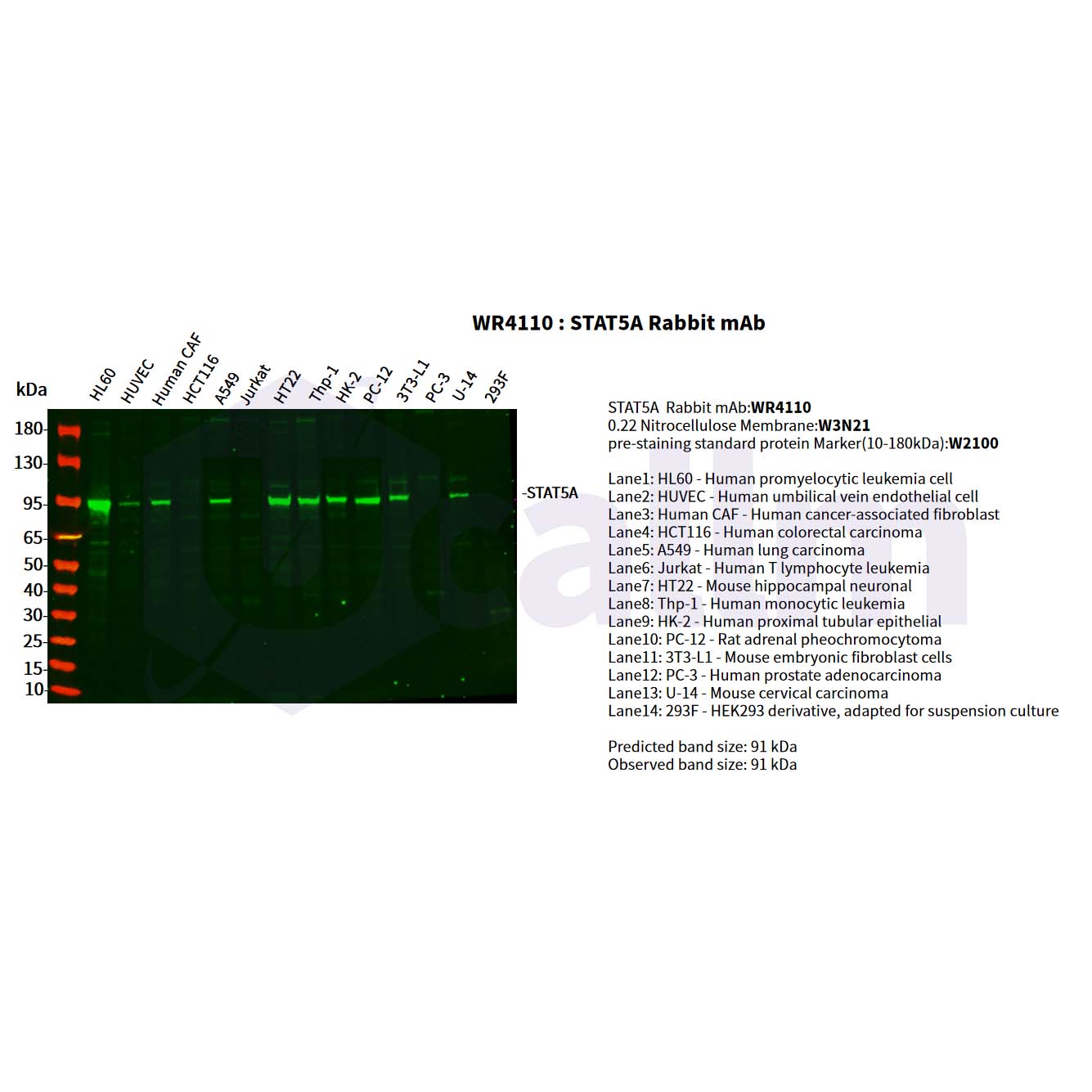 WR4110 Various whole cell lysates were separated by 4-20% SDS-PAGE, and the primary antibody was used at 4°C, over night with a 1:5000 dilution . The Dylight 800-conjugated Goat anti-Rabbit antibody(Cat:WS0446) was used to detect the antibody. Various whole cell lysates were separated by 4-20% SDS-PAGE, and the primary antibody was used at 4°C, over night with a 1:5000 dilution . The Dylight 800-conjugated Goat anti-Rabbit antibody(Cat:WS0446) was used to detect the antibody.