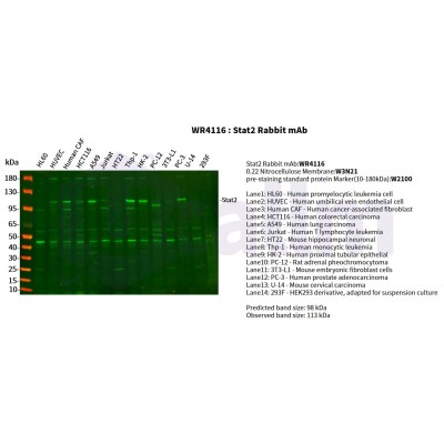 Various whole cell lysates were separated by 4-20% SDS-PAGE, and the primary antibody was used at 4°C, over night with a 1:2500 dilution . The Dylight 800-conjugated Goat anti-Rabbit antibody(Cat:WS0446) was used to detect the antibody.