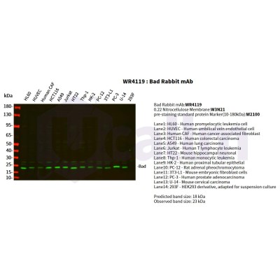 Various whole cell lysates were separated by 4-20% SDS-PAGE, and the primary antibody was used at 4°C, over night with a 1:2500 dilution . The Dylight 800-conjugated Goat anti-Rabbit antibody(Cat:WS0446) was used to detect the antibody.