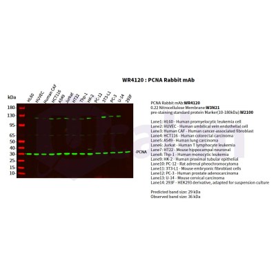 Various whole cell lysates were separated by 4-20% SDS-PAGE, and the primary antibody was used at 4°C, over night with a 1:2500 dilution . The Dylight 800-conjugated Goat anti-Rabbit antibody(Cat:WS0446) was used to detect the antibody.