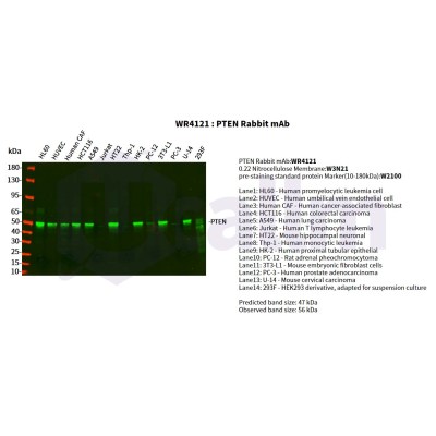 Various whole cell lysates were separated by 4-20% SDS-PAGE, and the primary antibody was used at 4°C, over night with a 1:2500 dilution . The Dylight 800-conjugated Goat anti-Rabbit antibody(Cat:WS0446) was used to detect the antibody.