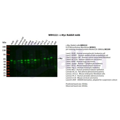 Various whole cell lysates were separated by 4-20% SDS-PAGE, and the primary antibody was used at 4°C, over night with a 1:2500 dilution . The Dylight 800-conjugated Goat anti-Rabbit antibody(Cat:WS0446) was used to detect the antibody.