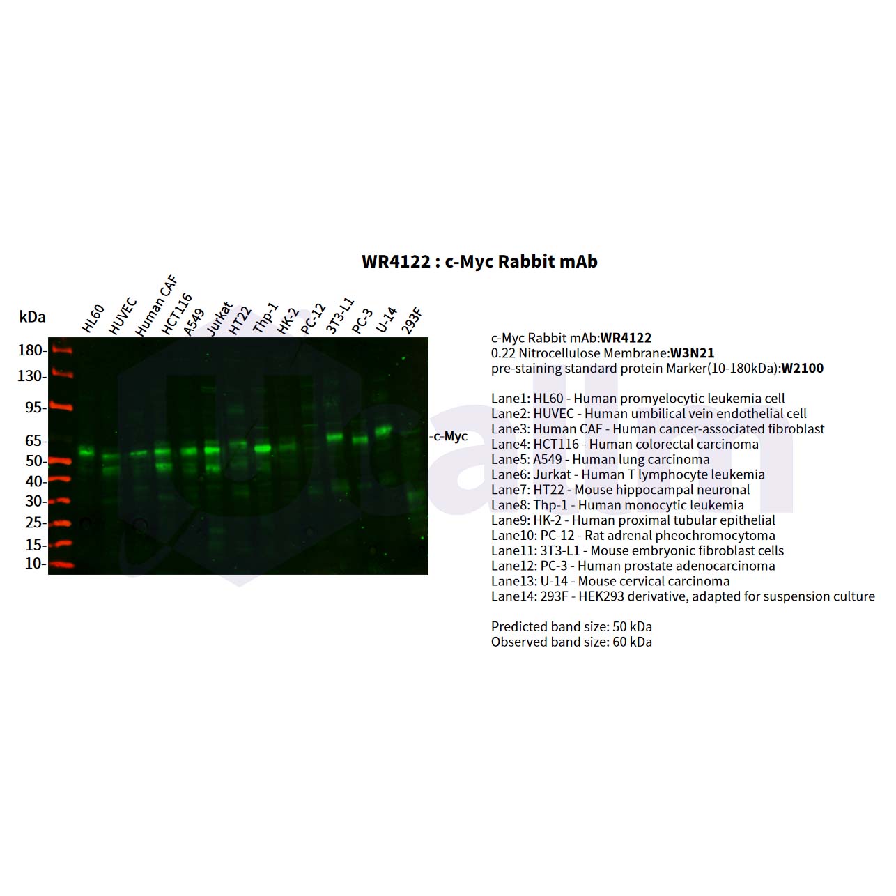 WR4122 Various whole cell lysates were separated by 4-20% SDS-PAGE, and the primary antibody was used at 4°C, over night with a 1:2500 dilution . The Dylight 800-conjugated Goat anti-Rabbit antibody(Cat:WS0446) was used to detect the antibody. Various whole cell lysates were separated by 4-20% SDS-PAGE, and the primary antibody was used at 4°C, over night with a 1:2500 dilution . The Dylight 800-conjugated Goat anti-Rabbit antibody(Cat:WS0446) was used to detect the antibody.