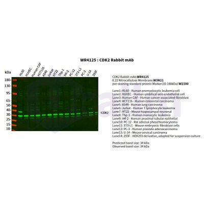 Various whole cell lysates were separated by 4-20% SDS-PAGE, and the primary antibody was used at 4°C, over night with a 1:2500 dilution . The Dylight 800-conjugated Goat anti-Rabbit antibody(Cat:WS0446) was used to detect the antibody.