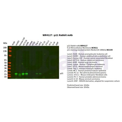 Various whole cell lysates were separated by 4-20% SDS-PAGE, and the primary antibody was used at 4°C, over night with a 1:5000 dilution . The Dylight 800-conjugated Goat anti-Rabbit antibody(Cat:WS0446) was used to detect the antibody.