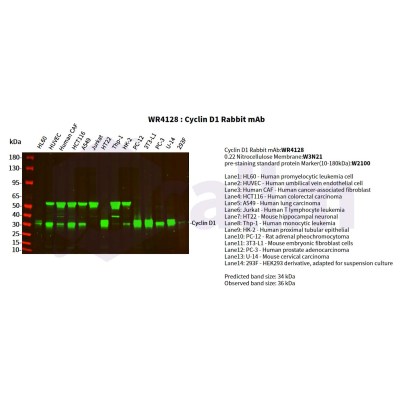 Various whole cell lysates were separated by 4-20% SDS-PAGE, and the primary antibody was used at 4°C, over night with a 1:5000 dilution . The Dylight 800-conjugated Goat anti-Rabbit antibody(Cat:WS0446) was used to detect the antibody.