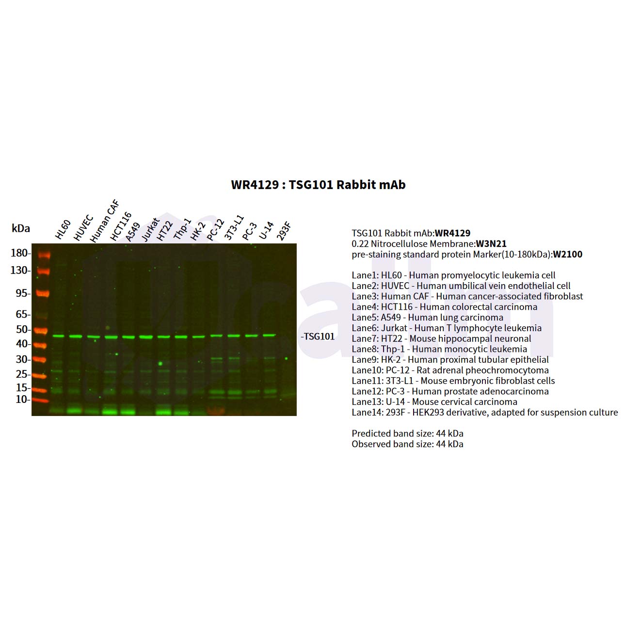 WR4129 Various whole cell lysates were separated by 4-20% SDS-PAGE, and the primary antibody was used at 4°C, over night with a 1:2500 dilution . The Dylight 800-conjugated Goat anti-Rabbit antibody(Cat:WS0446) was used to detect the antibody. Various whole cell lysates were separated by 4-20% SDS-PAGE, and the primary antibody was used at 4°C, over night with a 1:2500 dilution . The Dylight 800-conjugated Goat anti-Rabbit antibody(Cat:WS0446) was used to detect the antibody.