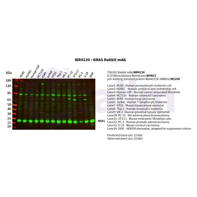 Various whole cell lysates were separated by 4-20% SDS-PAGE, and the primary antibody was used at 4°C, over night with a 1:2500 dilution . The Dylight 800-conjugated Goat anti-Rabbit antibody(Cat:WS0446) was used to detect the antibody.