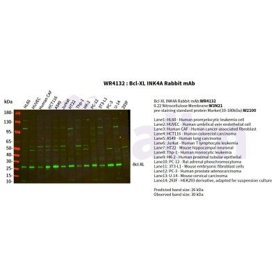 Various whole cell lysates were separated by 4-20% SDS-PAGE, and the primary antibody was used at 4°C, over night with a 1:2500 dilution . The Dylight 800-conjugated Goat anti-Rabbit antibody(Cat:WS0446) was used to detect the antibody.