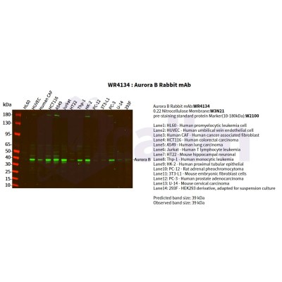 Various whole cell lysates were separated by 4-20% SDS-PAGE, and the primary antibody was used at 4°C, over night with a 1:2500 dilution . The Dylight 800-conjugated Goat anti-Rabbit antibody(Cat:WS0446) was used to detect the antibody.