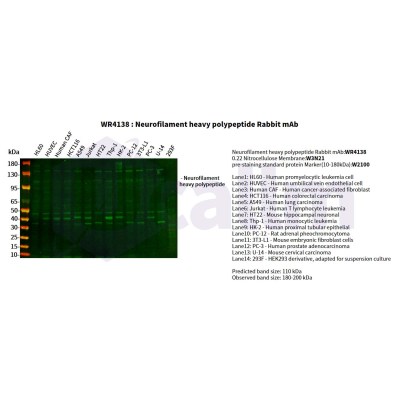 Various whole cell lysates were separated by 4-20% SDS-PAGE, and the primary antibody was used at 4°C, over night with a 1:1500 dilution . The Dylight 800-conjugated Goat anti-Rabbit antibody(Cat:WS0446) was used to detect the antibody.