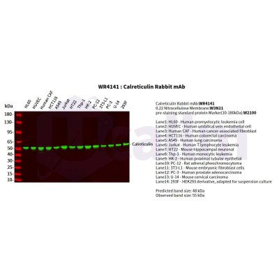 Various whole cell lysates were separated by 4-20% SDS-PAGE, and the primary antibody was used at 4°C, over night with a 1:5000 dilution . The Dylight 800-conjugated Goat anti-Rabbit antibody(Cat:WS0446) was used to detect the antibody.